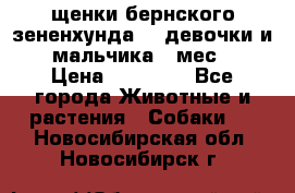 щенки бернского зененхунда. 2 девочки и 2 мальчика(2 мес.) › Цена ­ 22 000 - Все города Животные и растения » Собаки   . Новосибирская обл.,Новосибирск г.